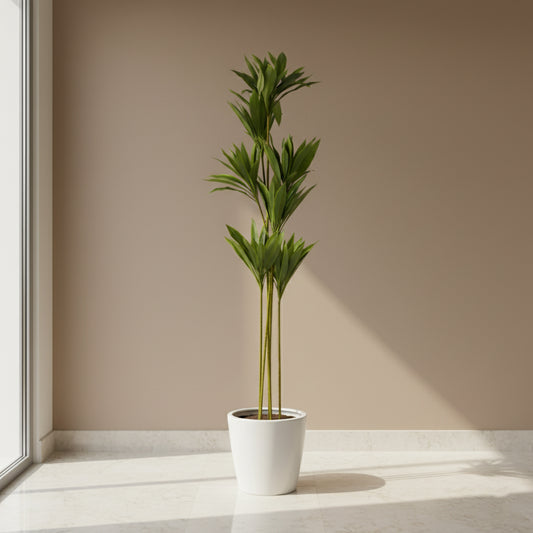 Artificial Dracaena Plant IDC241-A15